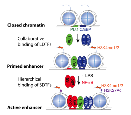 Enhancer selection and function