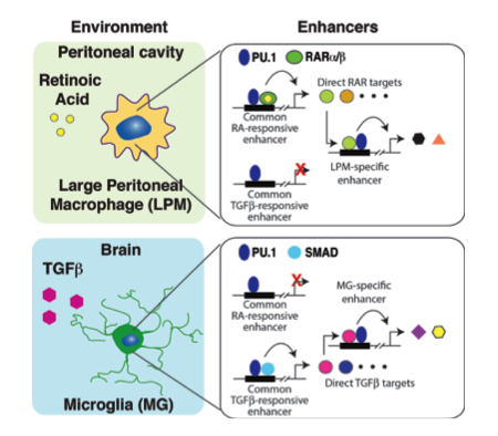 Macrophage subtypes